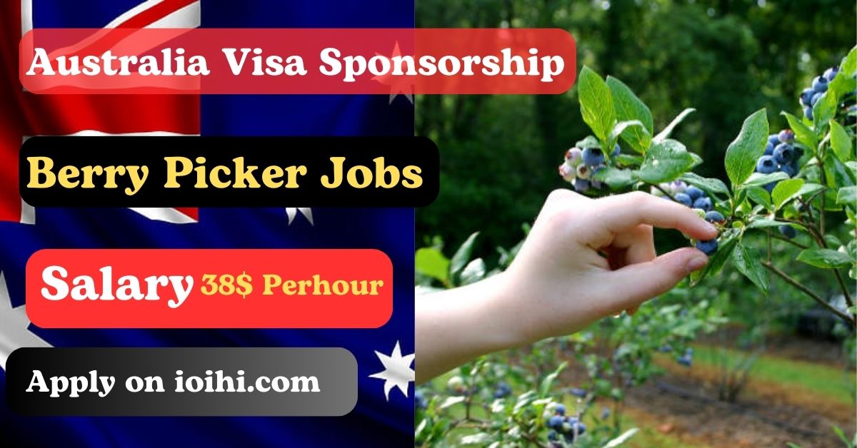 Berry Picker Jobs in Australia with Visa Sponsorship 2024